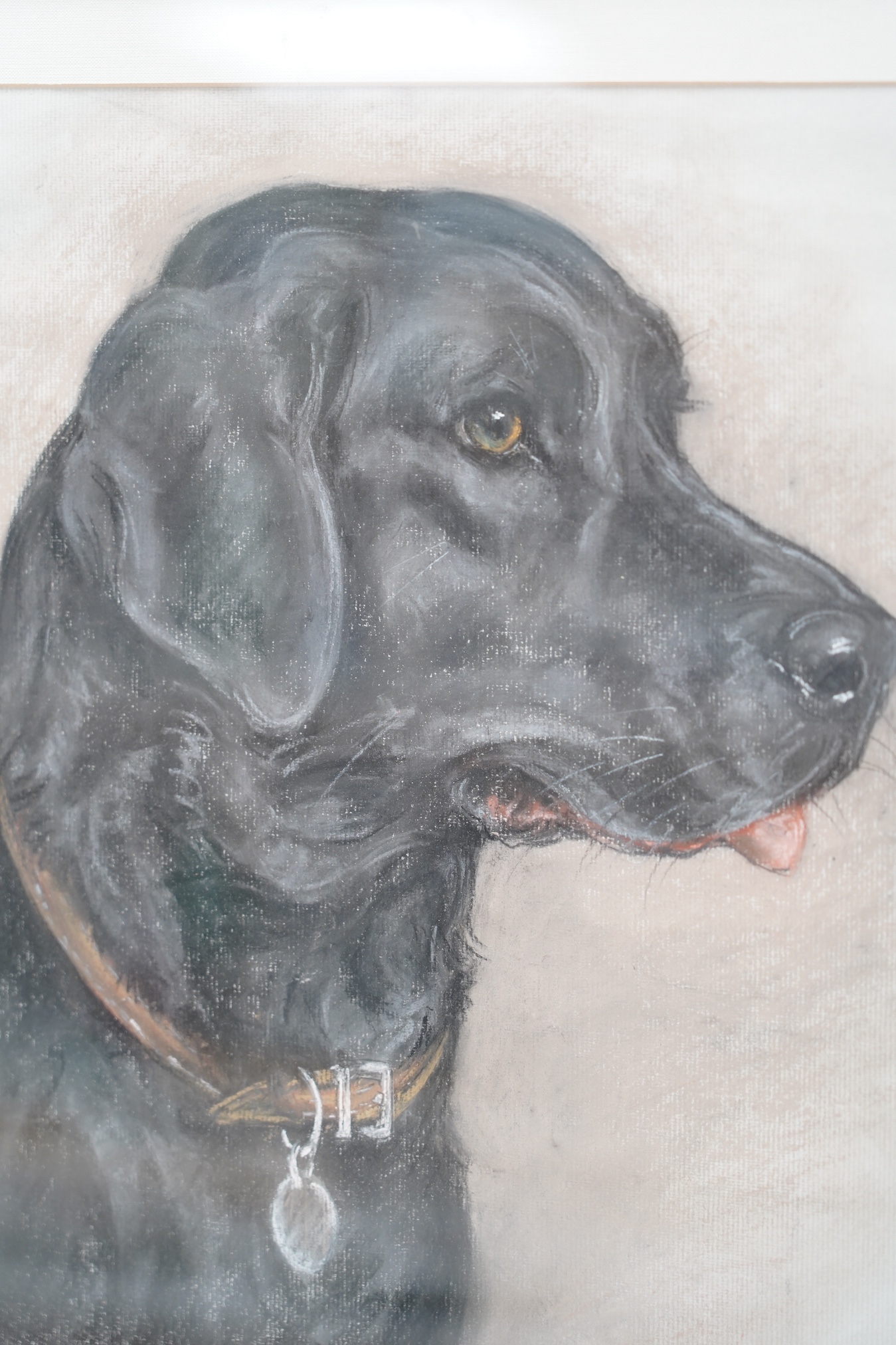 Marjorie Cox (1915-2003), pastel, Study of a Black Labrador, 'Barty', signed and dated 1989, 45 x 39cm. Condition - fair, a little dirty